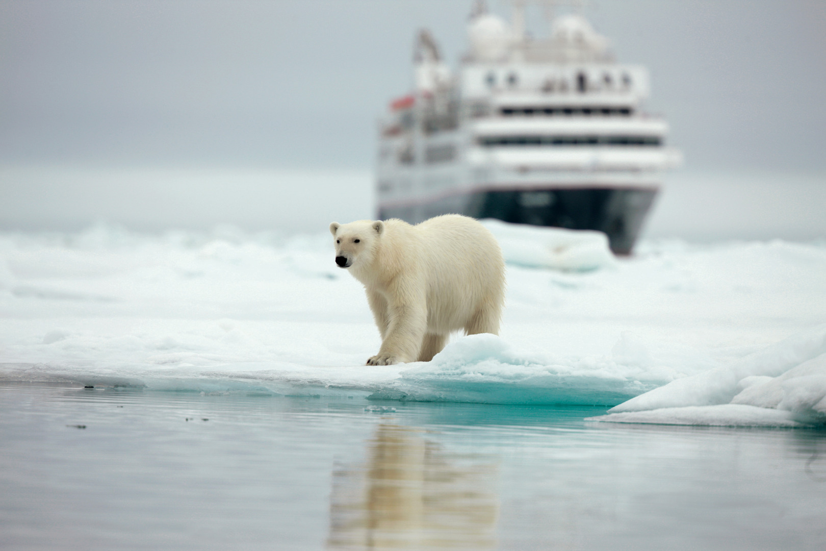 Chumley bear cruises